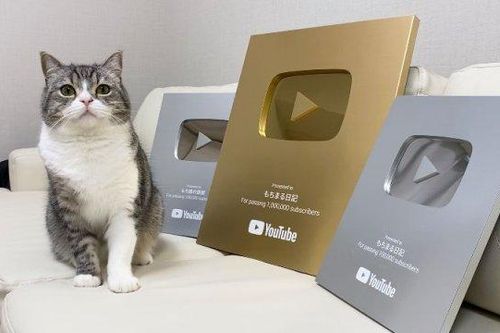 Chú mèo Nhật Bản lập kỷ lục 'đạt nút vàng' Youtube