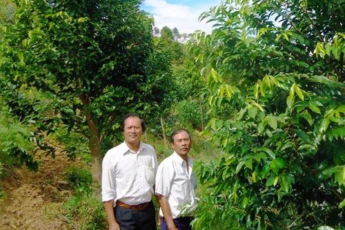 Rừng dó bầu 3 trong 1 ở Liêng Srônh