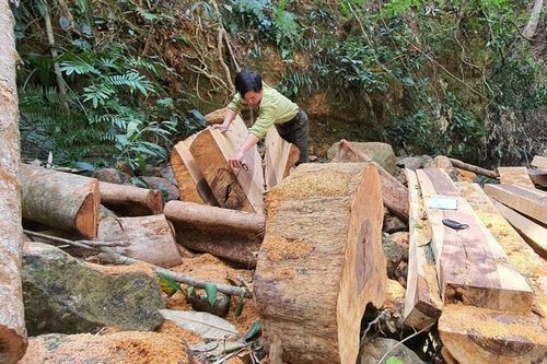 Quyết liệt trong giải quyết các điểm nóng phá rừng