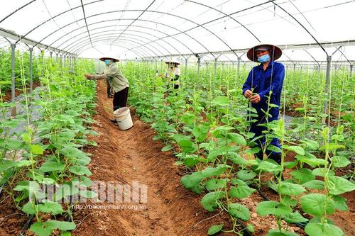 Chuyển đổi số- chìa khóa để nông nghiệp bứt tốc