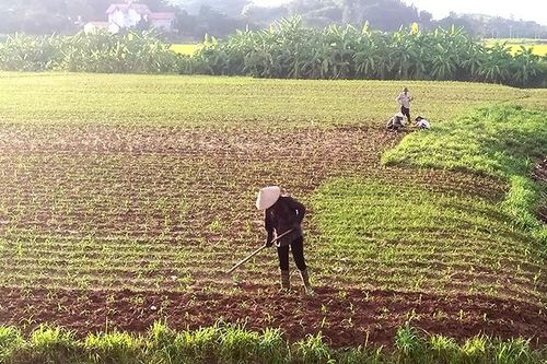 Tập trung sản xuất vụ Đông