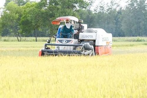 Gấp rút thu hoạch lúa vụ hè thu