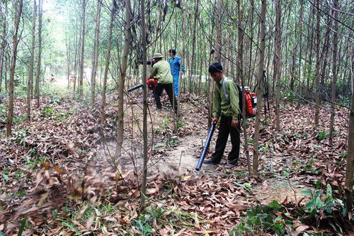 Số vụ cháy rừng giảm mạnh