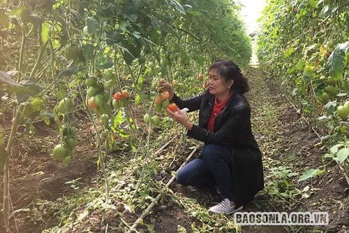 Phụ nữ Mộc Châu sáng tạo khởi nghiệp