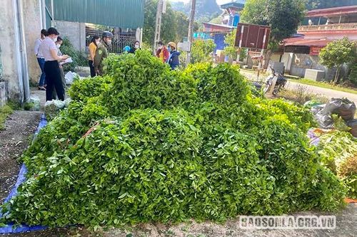 Hỗ trợ tiêu thụ nông sản tại chỗ cho người dân Phù Yên