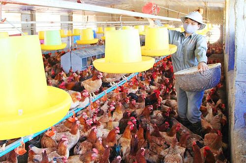 Ngành chăn nuôi Hà Nội: Bảo đảm nguồn cung cho thị trường