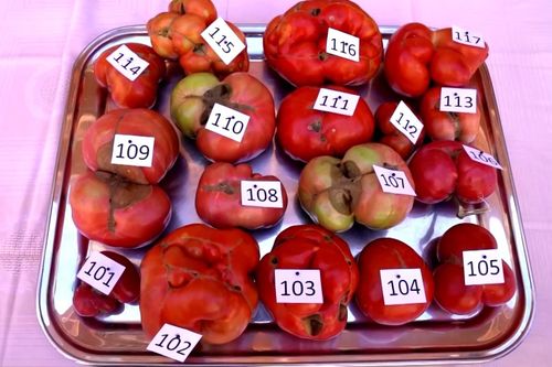 Cuộc thi tìm quả cà chua xấu nhất ở Tây Ban Nha