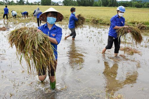 Thanh niên Quảng Ngãi gặt lúa giúp dân sau bão số 5