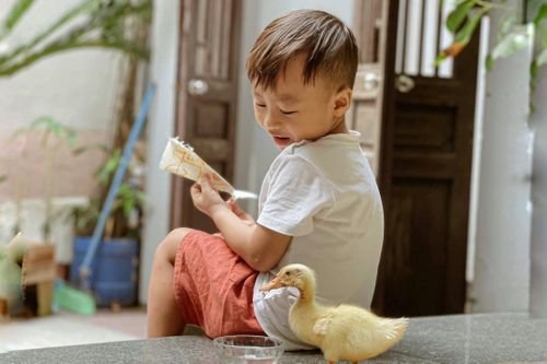 Tự ấp trứng, nuôi vịt khi ở nhà giãn cách