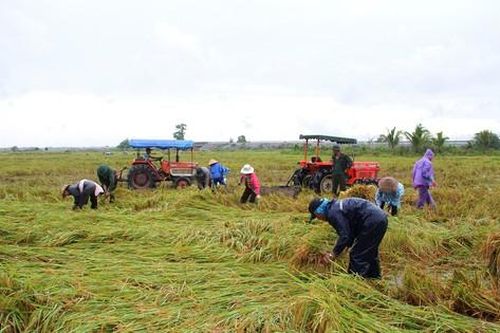 Miền Trung: Hàng ngàn hécta lúa chín bị ngập úng, hư hại