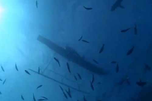 Màn săn cá mập bằng tay không của thổ dân vùng Melanesia