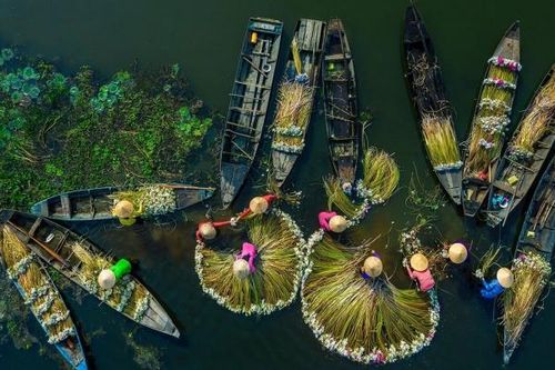 Ảnh chụp hoa súng của nhiếp ảnh gia Việt Nam lọt top ảnh du lịch ấn tượng năm 2021