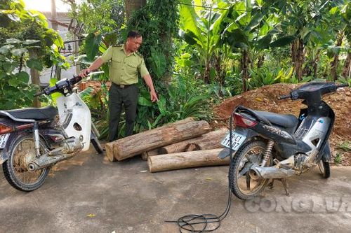 Thanh Sơn (Phú Thọ): Thất nghiệp do Covid-19, ba đối tượng đi chặt phá rừng phòng hộ kiếm lời