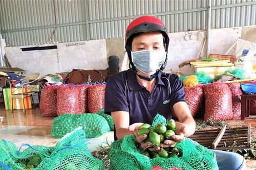 Giá cau tươi cao kỷ lục: Nông dân mừng, chính quyền lo
