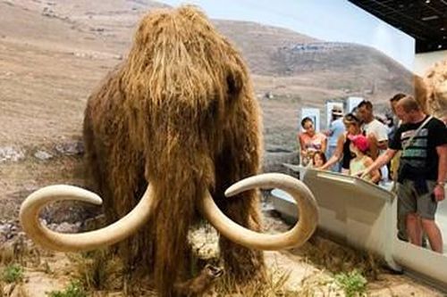 Các nhà khoa học tuyên bố hồi sinh voi ma mút đã tuyệt chủng gần 5.000 năm