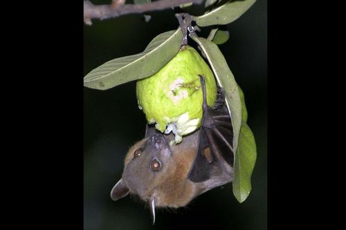 Chuyên gia cảnh báo virus Nipah có thể trở thành mối đe dọa toàn cầu như COVID-19