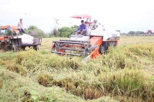 Người dân Quảng Trị và Thừa Thiên Huế thu hoạch hàng nghìn hecta lúa bị ngập úng