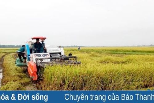 Thọ Xuân đẩy mạnh thu hoạch lúa mùa, tập trung gieo trồng vụ đông