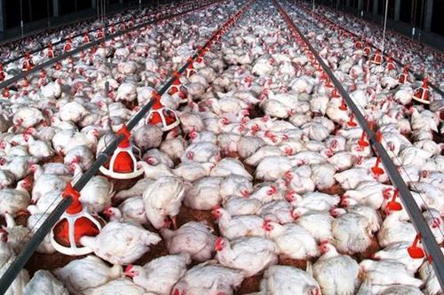 Giải bài toán '1kg gà chỉ bằng giá một mớ rau muống'