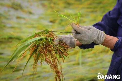 Rau hư hại, lúa lên mầm sau mưa lớn