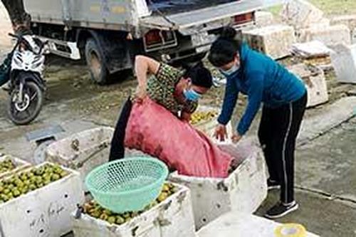 Sẵn sàng phương án tiêu thụ quả hồng mùa dịchTin khácNgành giáo dục tận dụng thời gian 'vàng' để dạy họcĐảm bảo chất lượng thuốc, đáp ứng nhu cầu chăm sóc sức khỏe Nhân dân