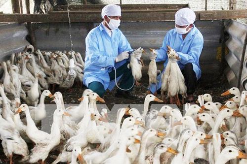 Hà Nội cơ bản kiểm soát được dịch bệnh gia súc, gia cầm