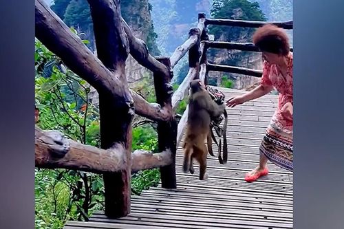 Con khỉ đánh cắp túi xách trong công viên ở Trung Quốc
