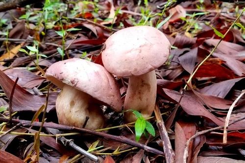 Hương vị mùa nấm tràm