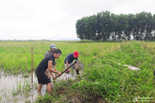 Sau mưa lớn, người dân huyện lúa ở Nghệ An ra đồng săn chuột làm 'đặc sản'