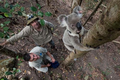 Giới khoa học Australia cảnh báo nguy cơ tuyệt chủng loài koala