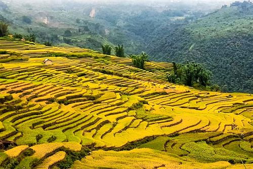 Tháng Chín, về Y Tý ngắm 'mùa vàng' trên những thửa ruộng bậc thang