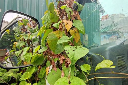 Cây leo, cỏ dại um tùm phủ kín những chiếc xe ô tô vì dịch COVID-19