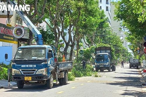 Khẩn trương cắt tỉa cây xanh