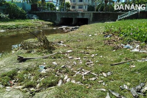 Cần chấm dứt hành vi đánh bắt cá sau mưa gây ô nhiễm môi trường