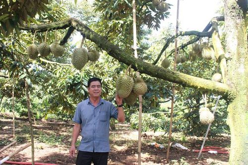 Hỗ trợ nông dân tiêu thụ sầu riêng