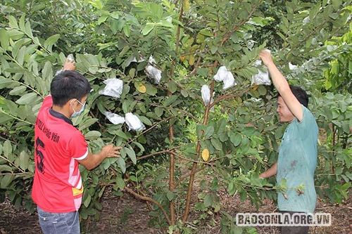 Nông dân Bắc Yên thi đua sản xuất, kinh doanh giỏi