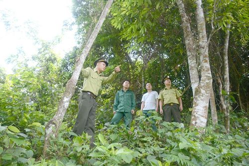 Hiệu quả công tác giao khoán bảo vệ rừng