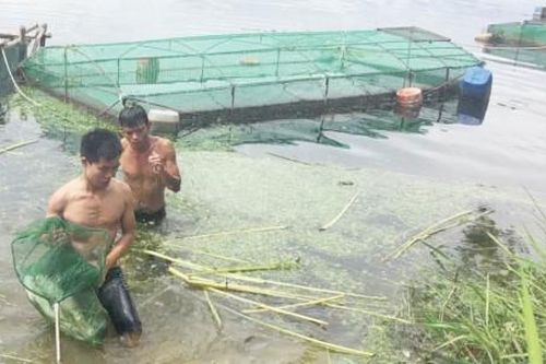 Kinh tế Kinh tế 'Ghim hàng' thủy sản nuôi: Tiềm ẩn nhiều rủi ro