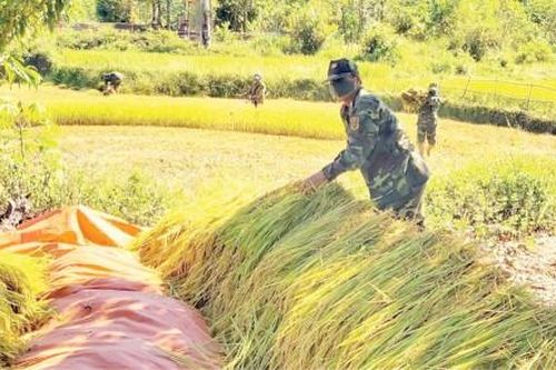 Kinh tế Nông nghiệp - Nông thôn Giúp người dân vùng cao thu hoạch lúa
