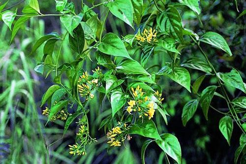 Giận chồng, người phụ nữ ăn lá ngón tự tử