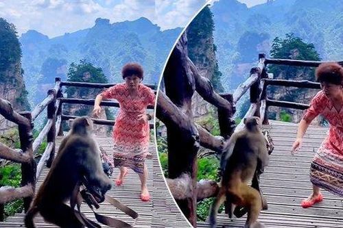 Người phụ nữ bị khỉ trộm mất túi xách khi đang mải mê nhảy múa