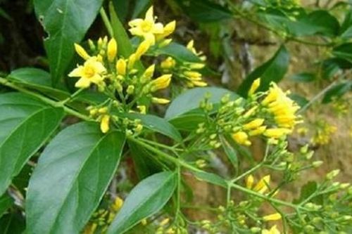 Cãi nhau với chồng, người phụ nữ ăn lá ngón tự tử