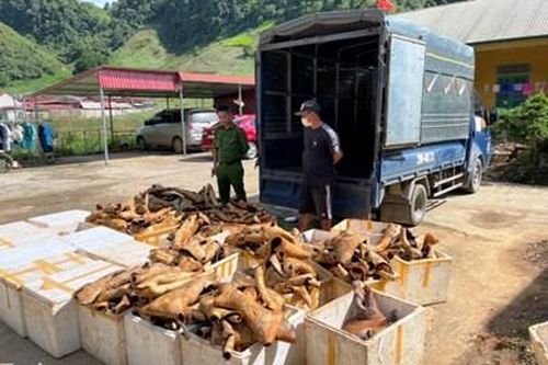 Phát hiện, thu giữ trên 1 tấn sản phẩm động vật bốc mùi