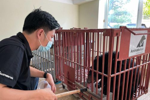 Cứu hộ gấu ngựa non từ tỉnh Điện Biên