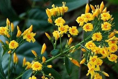 Vợ nguyên Phó chủ tịch xã tử vong do ăn lá ngón