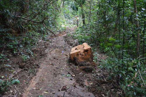Kbang: 2 nhân viên bảo vệ rừng bị khởi tố vì để mất rừng