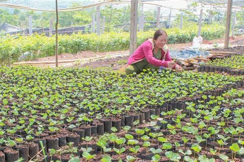 Tái canh 31,1 ha cà phê trên địa bàn huyện Hướng Hóa