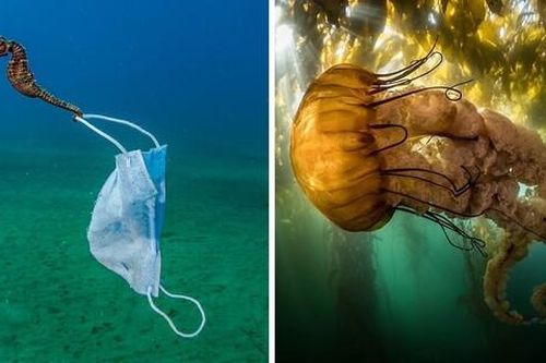 Cuộc thi Nhiếp ảnh đại dương 2021: Những góc nhìn 'Lạ' về môi trường biển