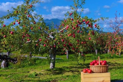 Các nhà nghiên cứu dùng công nghệ chỉnh sửa gen để tái tạo cây trồng