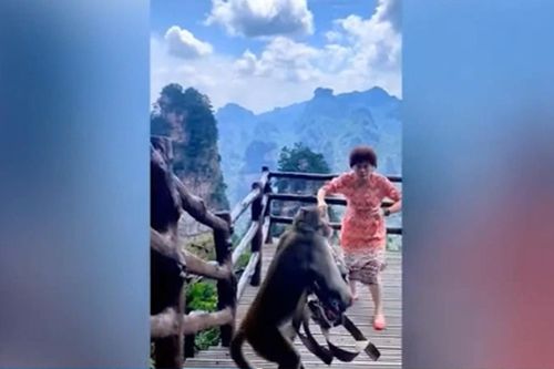 Mải mê nhảy múa, người phụ nữ bị khỉ trộm túi xách